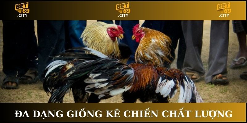các giống đá gà thomo