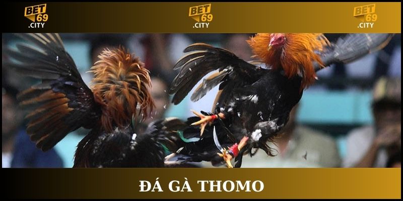 đá gà thomo